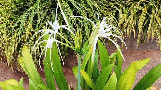 White Spider Lilies Hymenocallis littoralis in Nature