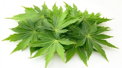 Lush green maple leaves arranged artistically on a crisp white background showcasing their intricate shapes and vibrant color.