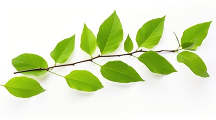 Fototapeta premium Fresh green tree leaves on a branch isolated against a clean white background symbolizing nature and growth.
