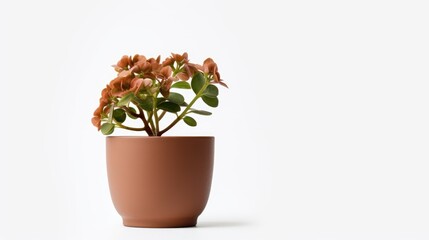 Naklejka premium Brown flower pot with blooming plant against a clean white background showcasing minimalistic home decor aesthetics and nature's beauty.