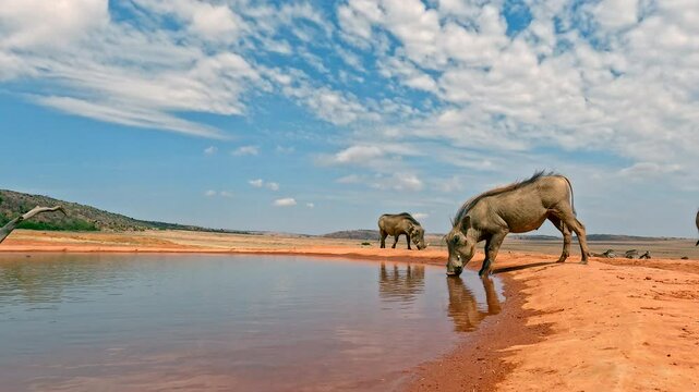 Warthogs startled at waterhole, fleeing in panic with mud splattering camera