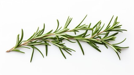Obraz premium Fresh rosemary sprig isolated on a clean white background for culinary and herbal design purposes
