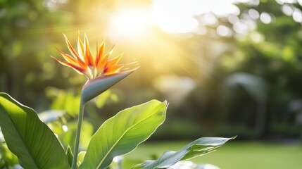 Obraz premium A vibrant bird of paradise flower showcases bright orange and green colors as sunlight filters through lush foliage in a tranquil garden