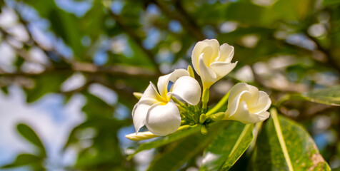 Plumeria flower on a tree. White tropical frangipani flower. Tropical landscape of beautiful plants and flowers.