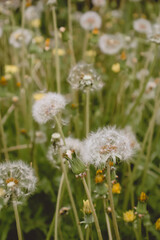 Fototapeta premium image of dandelions in a field of dandelions 