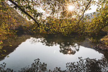 reflection of trees in water