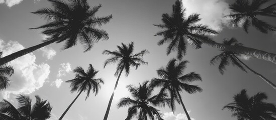 Fototapeta premium Coconut trees silhouetted against a bright sky creating a stunning tropical atmosphere ideal for vacation and nature themes