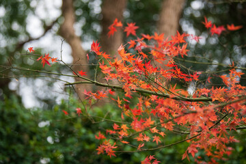 red autumn leaves