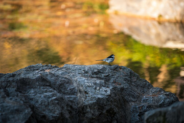bird on a rock