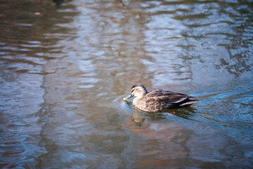 duck on the lake