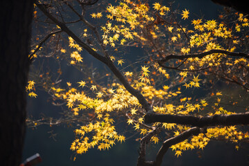 autumn leaves on the window