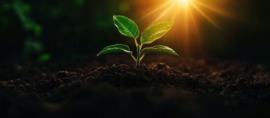 Fresh fruit tree seedling growing in rich soil illuminated by sunlight promoting horticulture and nursery plant sales in vibrant atmosphere.