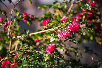 pink and white flowers