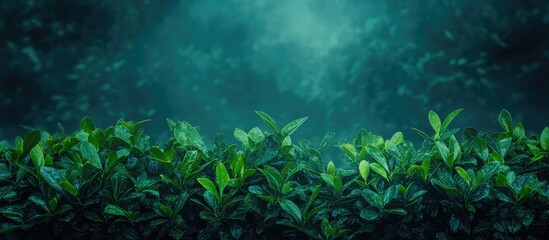 Fototapeta premium Boxwood plants affected by invasive species highlighting plant health and ecological impacts in a lush green environment