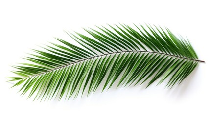 Obraz premium Isolated green coconut palm leaf on a bright white background showcasing natural tropical beauty and elegance for design projects