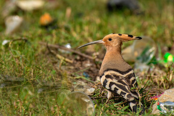 Common Hoopoe Bird Searching for Insects on Ground
