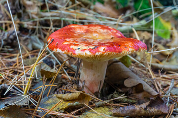 Edible mushroom russula with a red cap among grass and dry leaves in an autumn forest. Close-up view