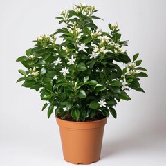 Fototapeta premium White flowering plant in a brown pot