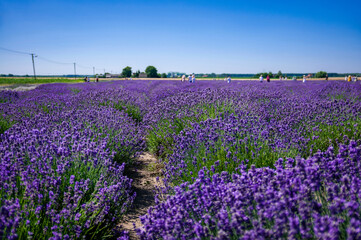 Fototapeta premium field of lavender