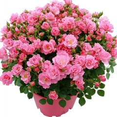 Pink Rose Bush Planted In A Pink Pot