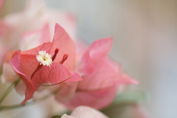 Obraz premium Flower feature, Bougainvillea, spectabilis, with orange, champagne color