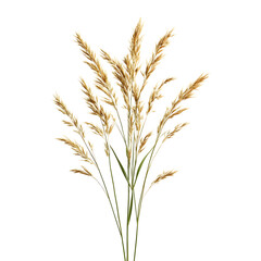 Fototapeta premium Dried wild spikelet flowers isolated on white