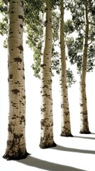 Fototapeta premium Birch trunks isolated on white