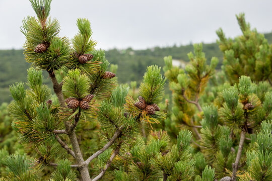 Pinus mugo, dwarf mountain pine, mountain pine, scrub mountain pine, Swiss mountain pine, bog pine, creeping pine, mugo pine
