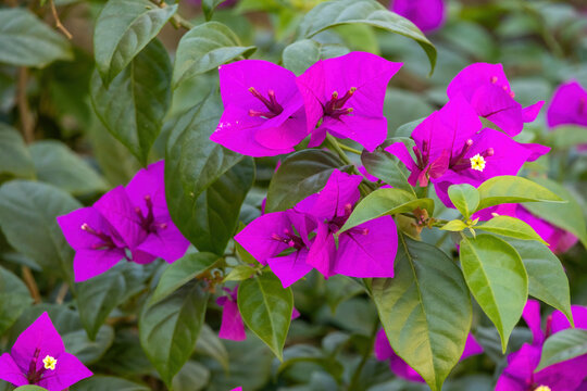 Beautiful, vibrant pink bougainvillea flowers bloom in the garden.