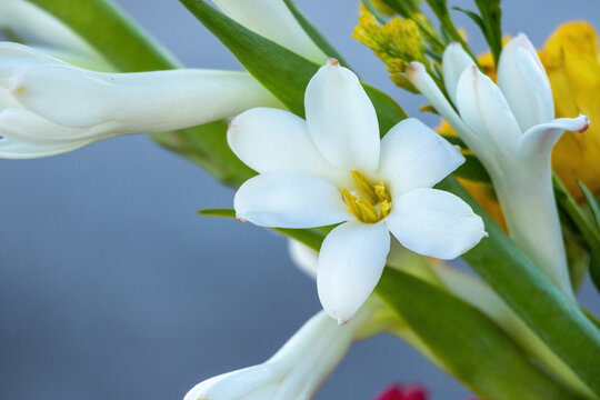 Close-up of blooming white tuberose flowers