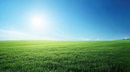 Obraz premium Lush green meadow under clear blue sky