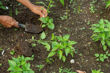 Asian Man's Hands Planting Chili Plants in Garden Soil Beside Home