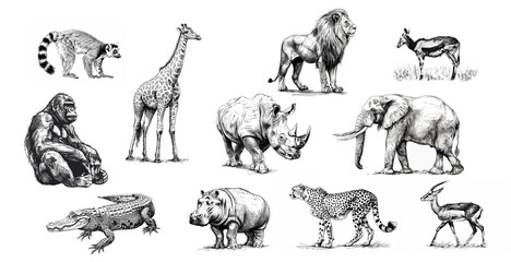 African animals sketch, leopard, elephant, lion and crocodile etching illustrations set isolated on white. Black and white drawing