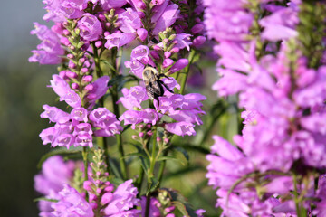 Obraz premium Bee on purple wildflowers in vibrant in Upstate New York