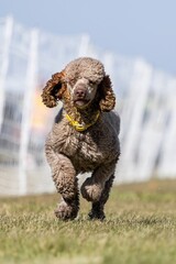 Standard Poodle with Hair Dye Running Lure Course Sprint Dog Sport