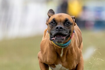 Purebred Boxer Running Lure Course Sprint Dog Sport