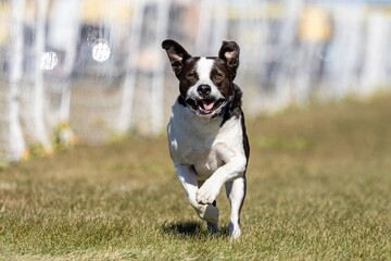Black and White Mixed Breed Mutt Running Lure Course Sprint Dog Sport