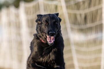 Belgian Shepherd Tervuren Running Lure Course Sprint Dog Sport