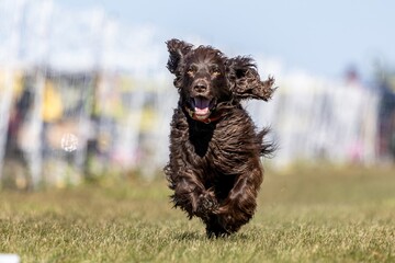 Brown Cocker Spaniel Running Lure Course Sprint Dog Sport