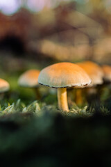 Golden Mushroom in Mossy Forest Floor Close-Up