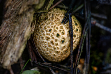Textured Puffball Mushroom in Forest