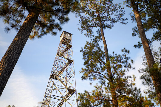 The tall metal fire lookout tower stands among pine trees.