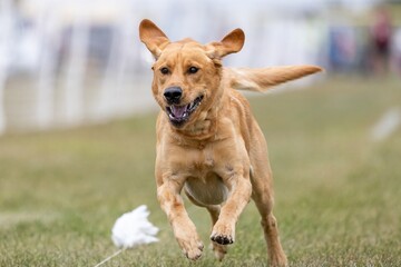Yellow Labrador Retriever Lab Running Lure Course Sprint Dog Sport