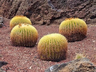 Quatre cactus Echinocactus grusonii, ou 