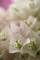 Obraz premium Flower feature, Bougainvillea, spectabilis, with pink color