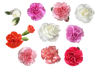 Mother's day flowers, carnation flowers, Carnation flowers, isolated on a white background. PNG without background
carnation flowers on a transparent background