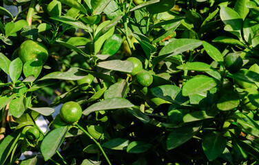 Fototapeta premium The Calamansi or Calamondin green fruits