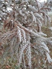 On a cool autumn morning, everything around, grass, trees, bushes, objects was covered with bright white hoarfrost. The sun just rises to start a new day