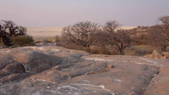 Pan on Kubu Island at sunset with rocks and baobab tree in Botswana, Africa.