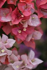 Flower feature, Bougainvillea, spectabilis, rose